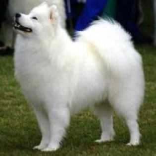 S3 - Caini Samoyed