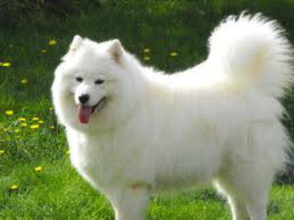 S4 - Caini Samoyed