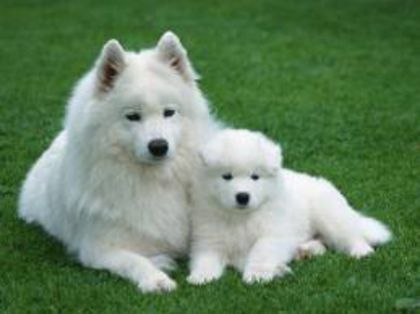 S7 - Caini Samoyed