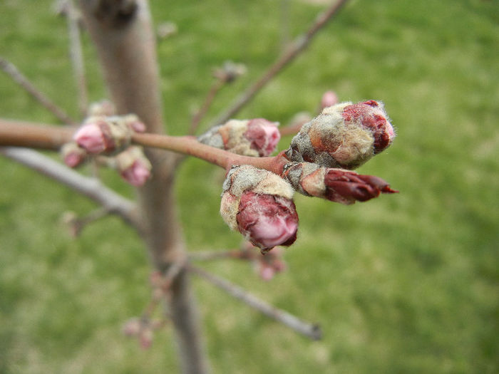 Prunus persica Davidii (2013, April 07)