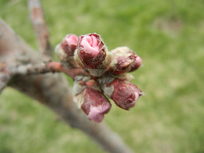 Prunus persica Davidii (2013, April 07)