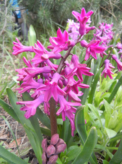 Hyacinth Woodstock (2013, April 08) - Hyacinth Woodstock