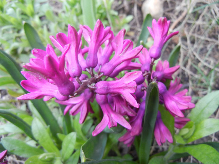 Hyacinth Woodstock (2013, April 08) - Hyacinth Woodstock