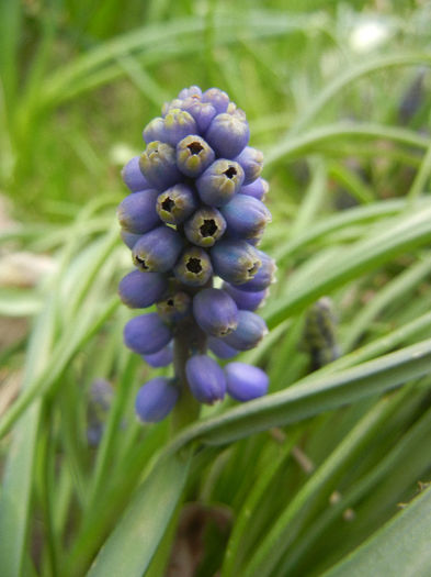 Muscari armeniacum (2013, April 08)