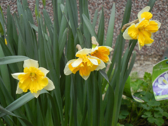Narcissus Sovereign (2013, April 08)