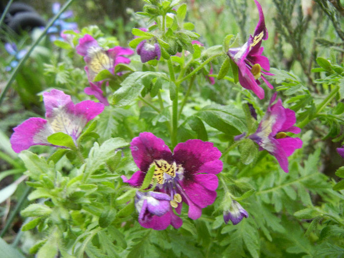 Schizanthus pinnatus Purple (`13, Apr.04) - SCHIZANTHUS Pinnatus Purple