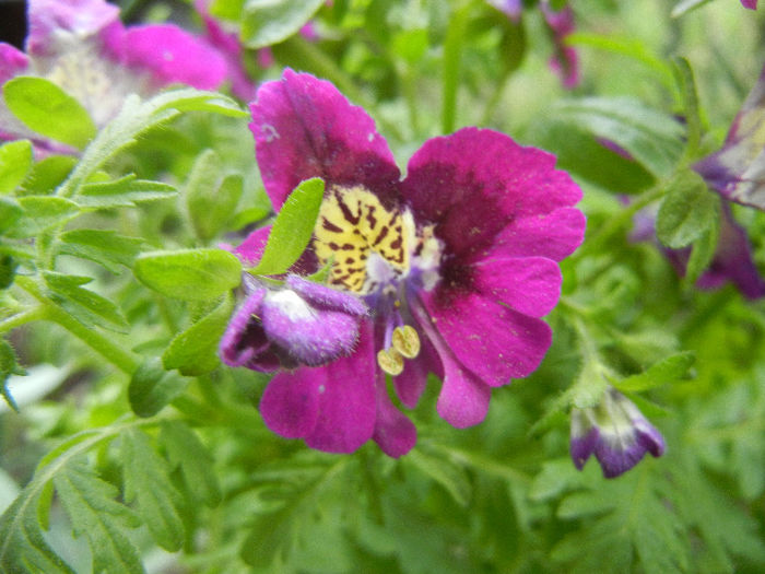 Schizanthus pinnatus Purple (`13, Apr.04) - SCHIZANTHUS Pinnatus Purple