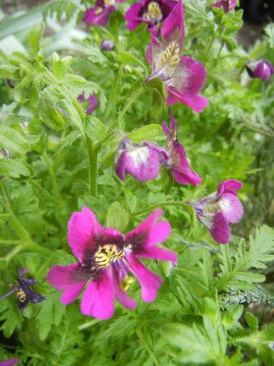 Schizanthus pinnatus Purple (`13, Apr.04) - SCHIZANTHUS Pinnatus Purple