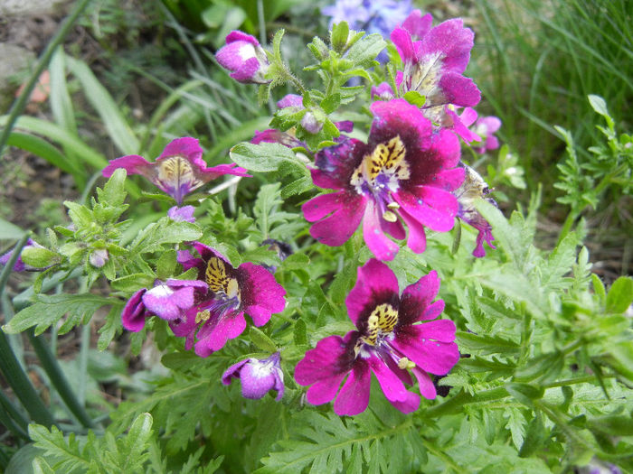 Schizanthus pinnatus Purple (`13, Apr.07)