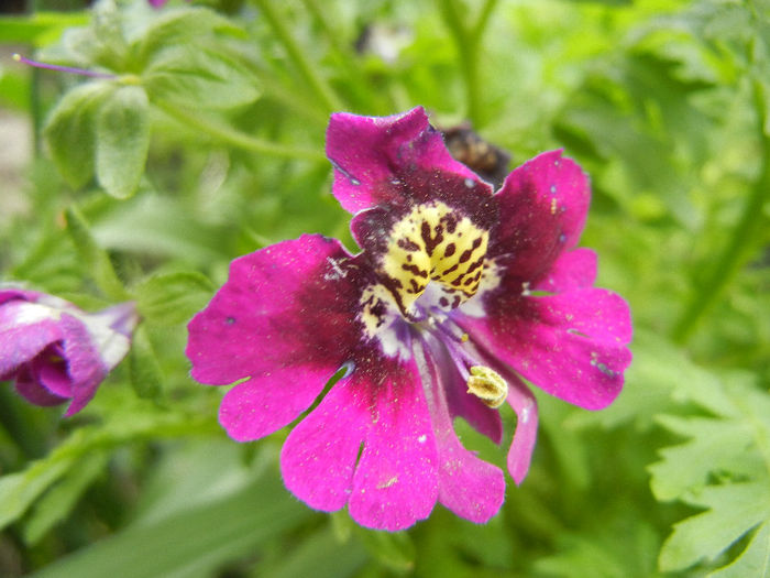 Schizanthus pinnatus Purple (`13, Apr.07) - SCHIZANTHUS Pinnatus Purple