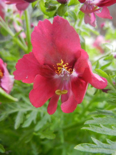 Schizanthus pinnatus Red (2013, Apr.04) - SCHIZANTHUS Pinnatus Red