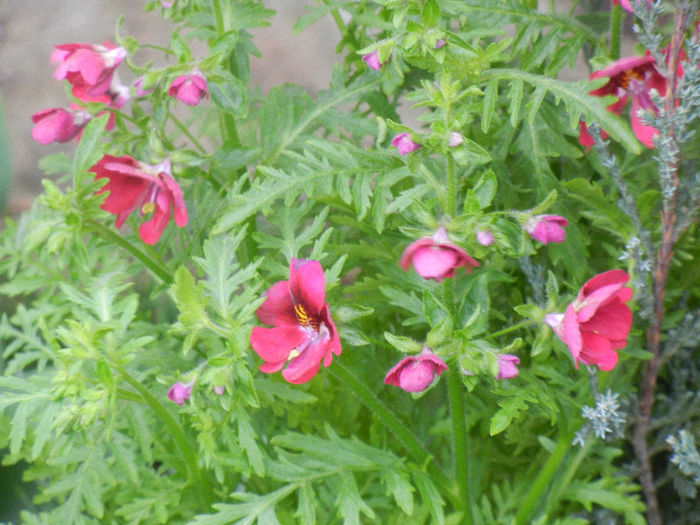 Schizanthus pinnatus Red (2013, Apr.04) - SCHIZANTHUS Pinnatus Red