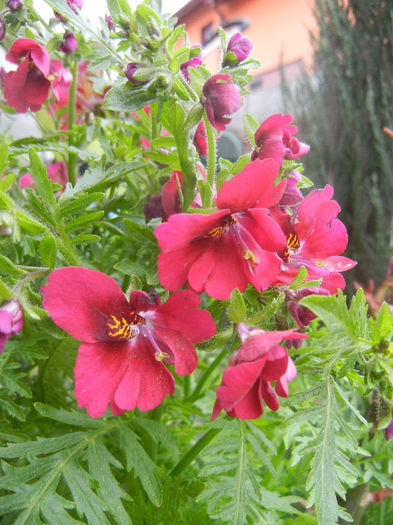 Schizanthus pinnatus Red (2013, Apr.07)