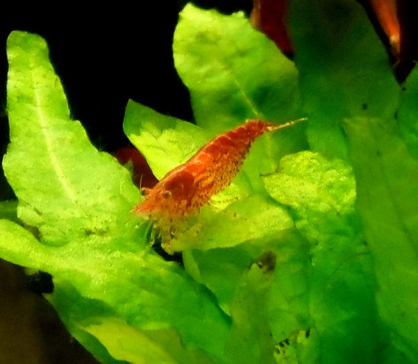 red cheery RCS