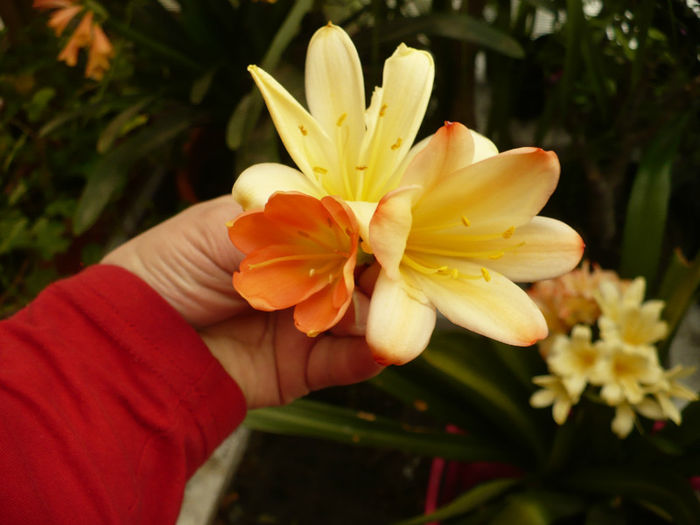 06.04.2013 - Clivia 2013