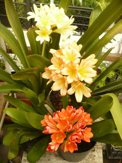 P1080803 - Clivia 2013