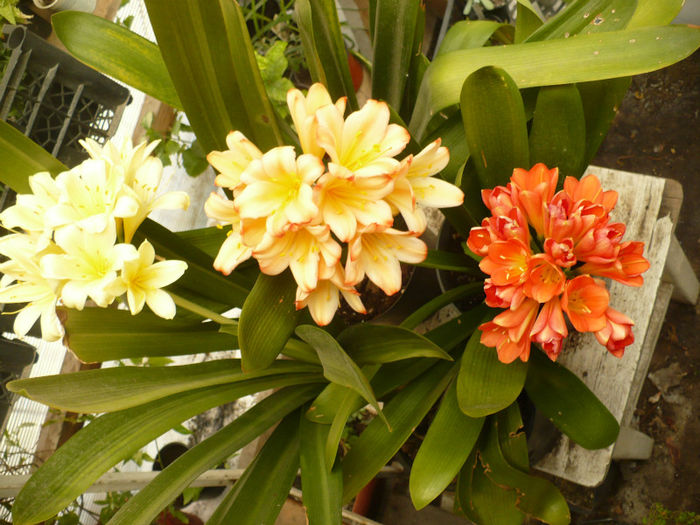 P1080804 - Clivia 2013