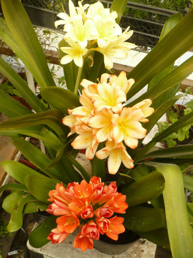 P1080805 - Clivia 2013