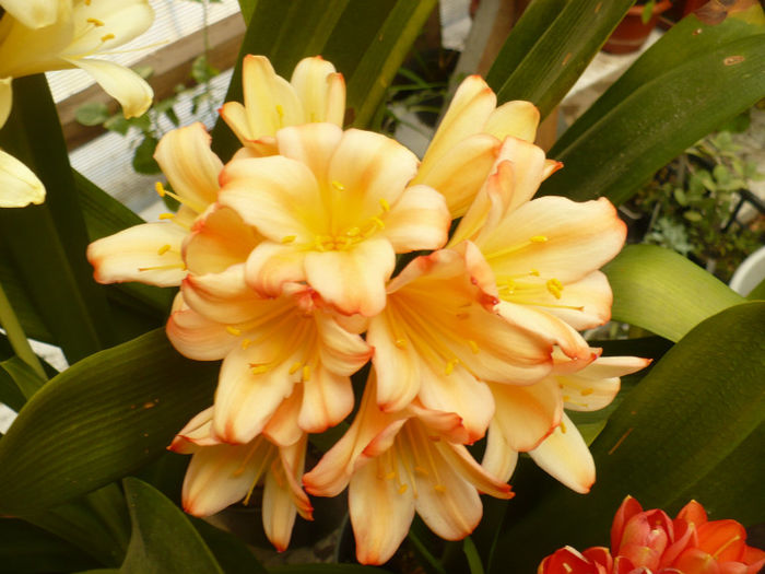 P1080807 - Clivia 2013