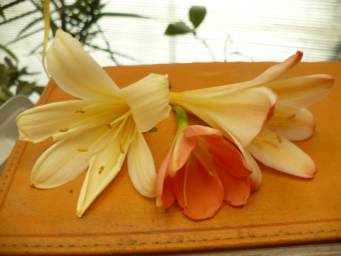 P1080810 - Clivia 2013