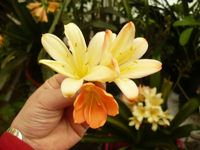 P1080812 - Clivia 2013