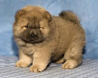 CHOW 2 - Caini Chow Chow