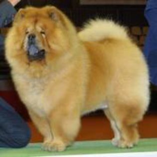 CHOW 4 - Caini Chow Chow