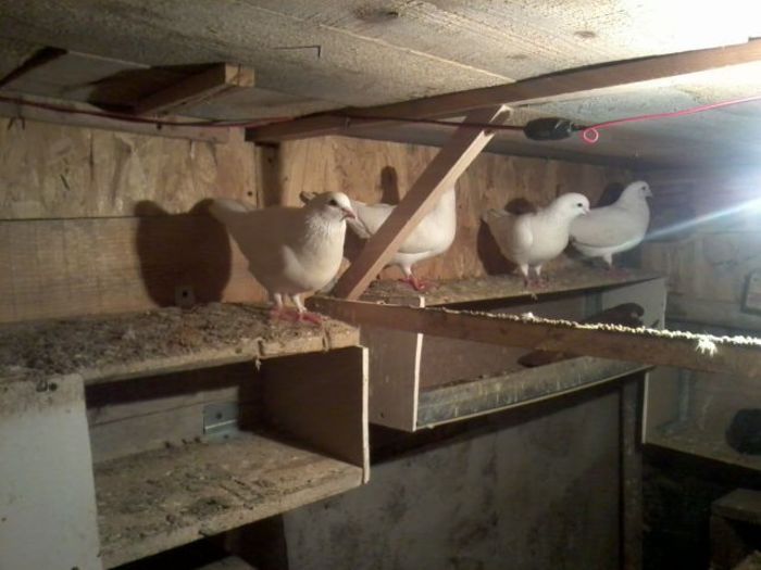 Picture 138 - Nu sunt de rasa dar imi plac foarte mult porumbei albi