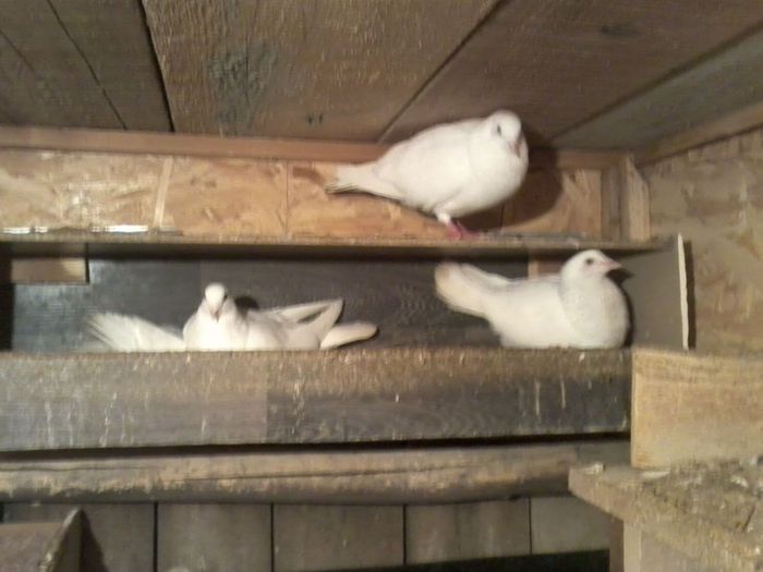 Picture 144 - Nu sunt de rasa dar imi plac foarte mult porumbei albi