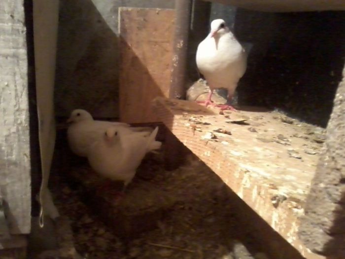 Picture 145 - Nu sunt de rasa dar imi plac foarte mult porumbei albi