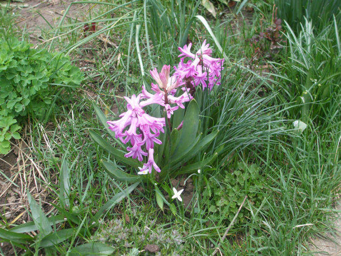 DSCF0229 - primavara