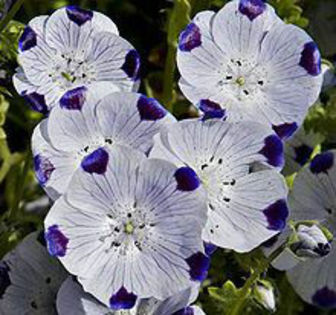 Nemophila_maculata