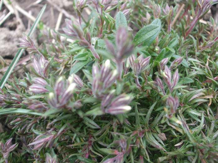 DSCF0246