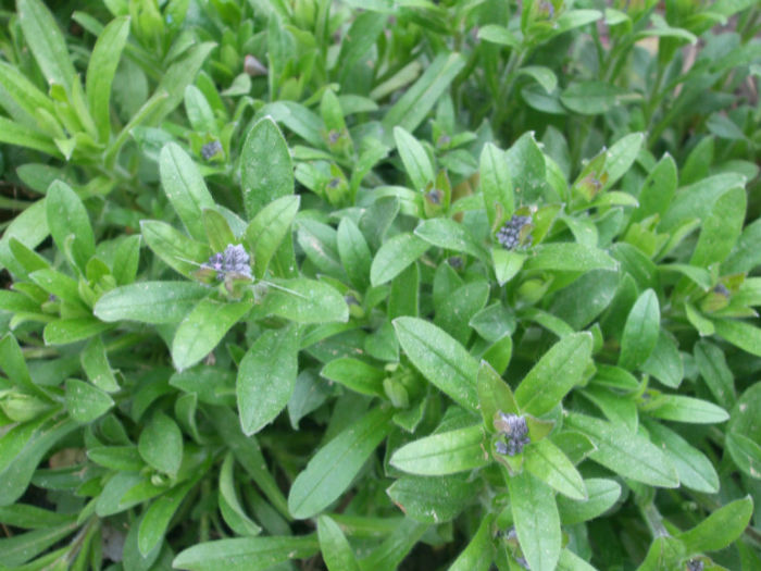 DSCF0243