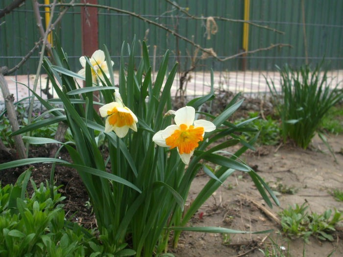 DSCF0231