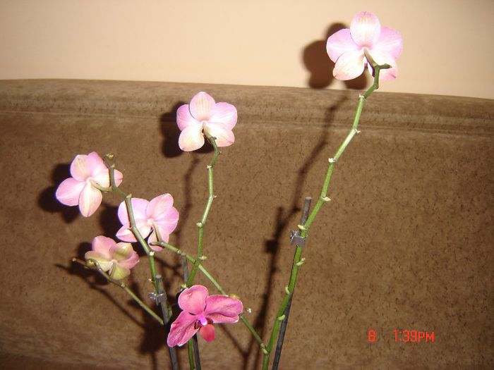 1 - orhidee