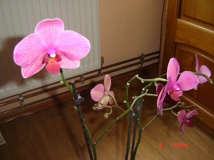 2 - orhidee