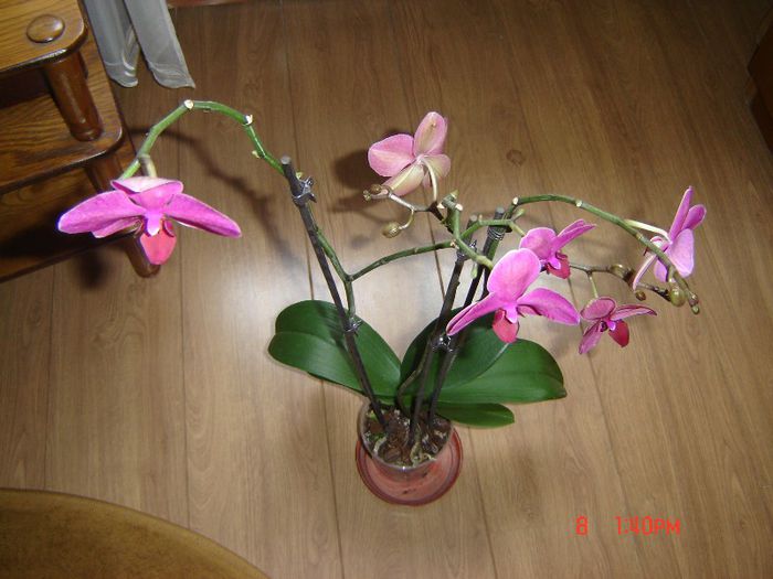 4 - orhidee
