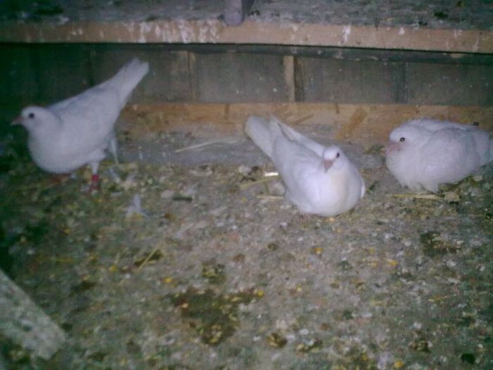 pui 2013 altii - Nu sunt de rasa dar imi plac foarte mult porumbei albi