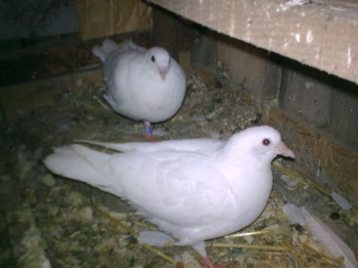 pui 2013 - Nu sunt de rasa dar imi plac foarte mult porumbei albi
