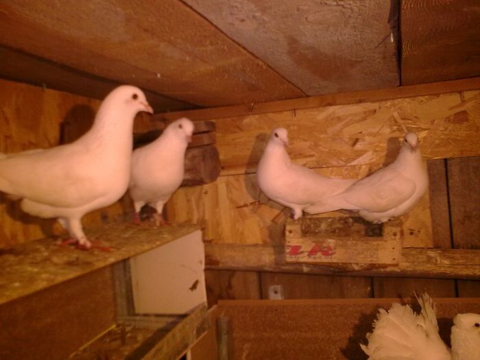 01092008_041 - Nu sunt de rasa dar imi plac foarte mult porumbei albi