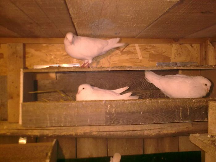 01092008_042 - Nu sunt de rasa dar imi plac foarte mult porumbei albi