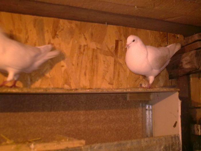 01092008_040 - Nu sunt de rasa dar imi plac foarte mult porumbei albi