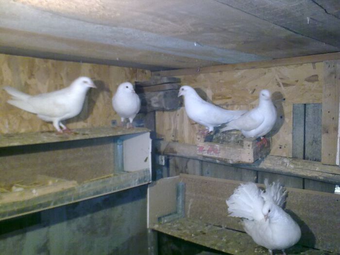 01092008_043 - Nu sunt de rasa dar imi plac foarte mult porumbei albi