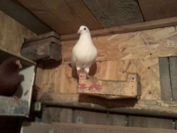 Picture 146 - Nu sunt de rasa dar imi plac foarte mult porumbei albi