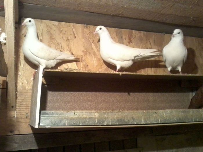 Picture 143 - Nu sunt de rasa dar imi plac foarte mult porumbei albi