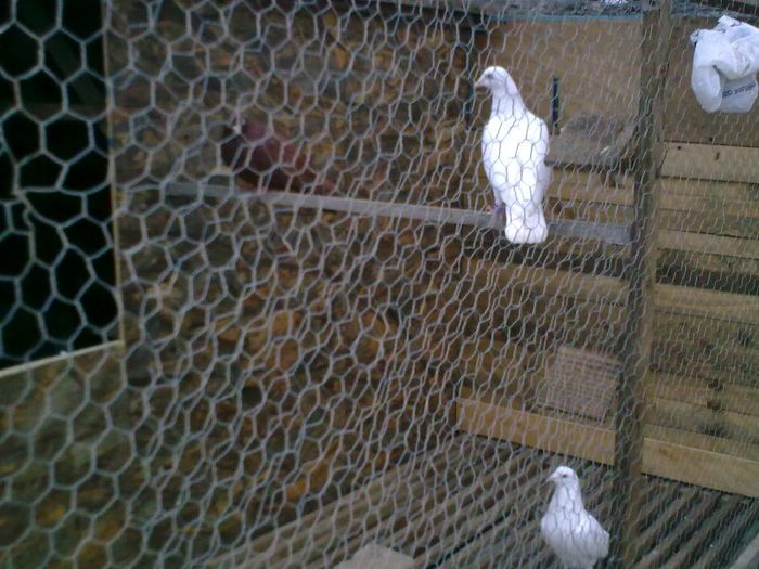 01092008_018 - Nu sunt de rasa dar imi plac foarte mult porumbei albi