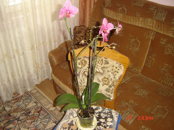 7 - orhidee
