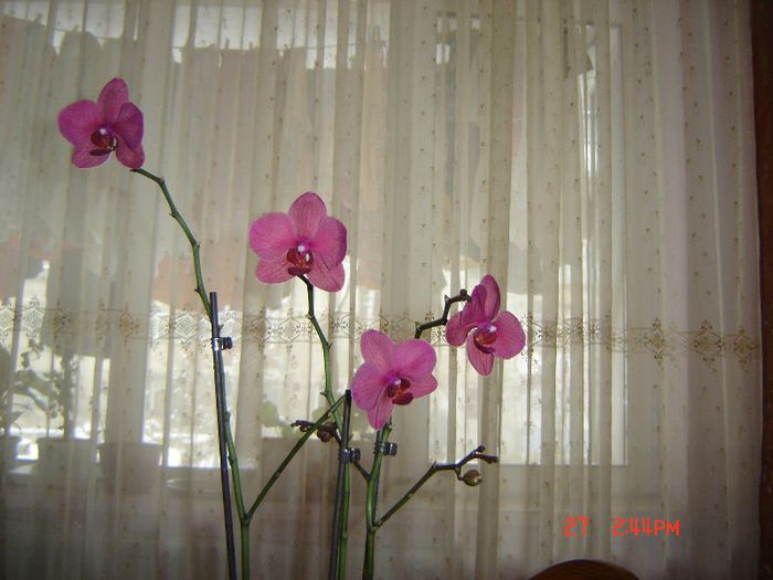 8 - orhidee
