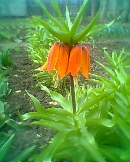 fritilaria